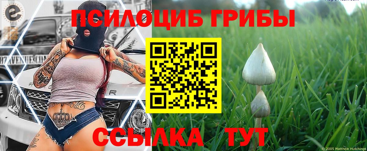 Псилоцибиновые грибы мицелий Переславль-Залесский